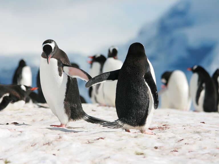 Penguins giving a high five World Penguin Day