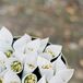 Jasmine Flower Petals for Recessional