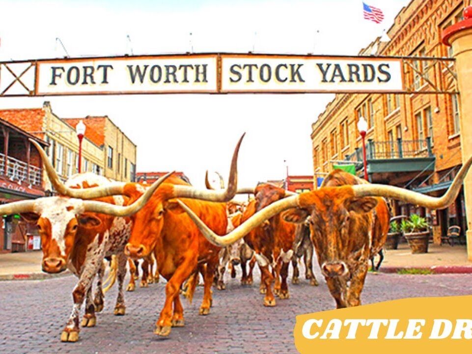 Picture of Fort Worth Herd