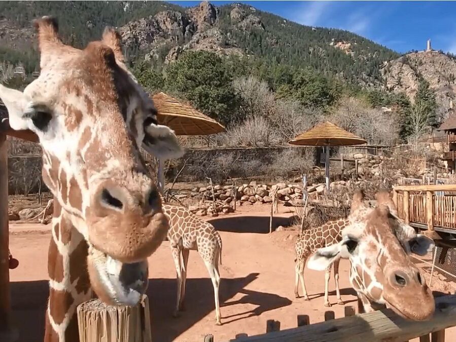 Picture of Cheyenne Mountain Zoo