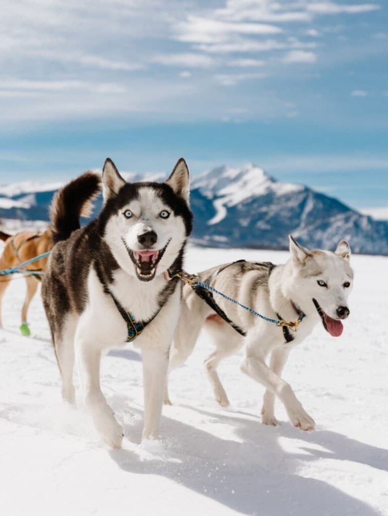 Picture of Alpine Adventures Dogsledding