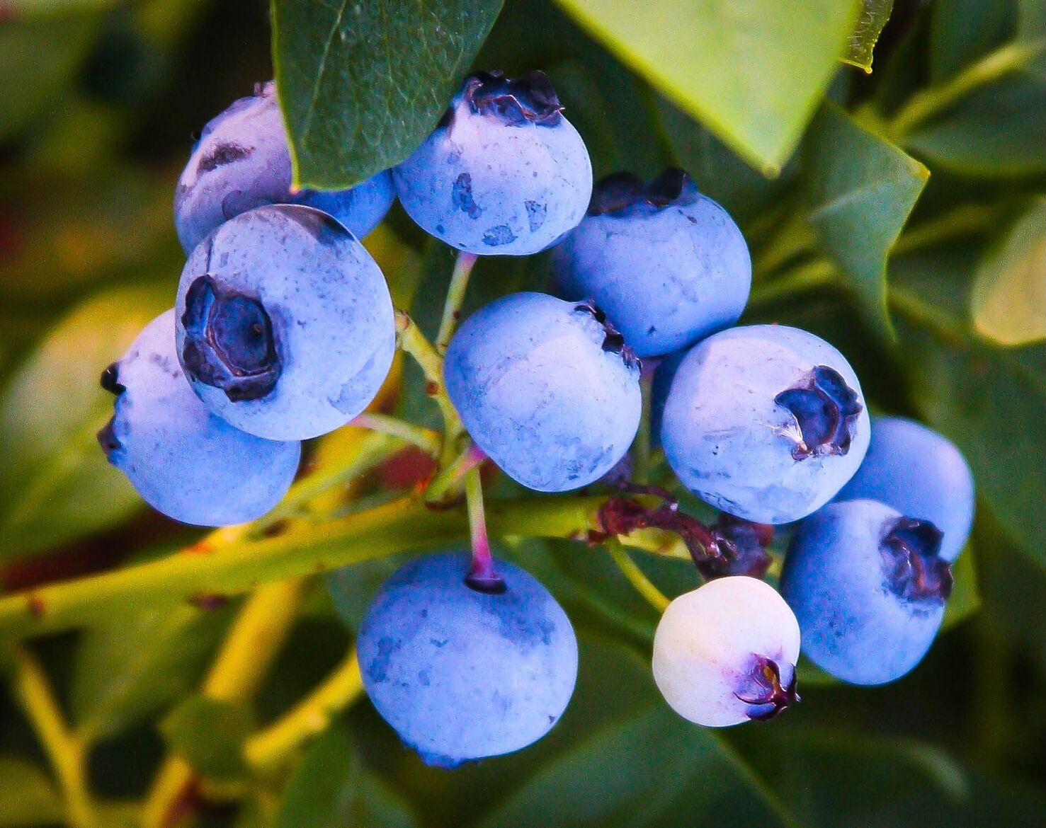 Picture of The Sanctuary Blueberry Farm