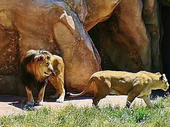 Picture of Denver Zoo