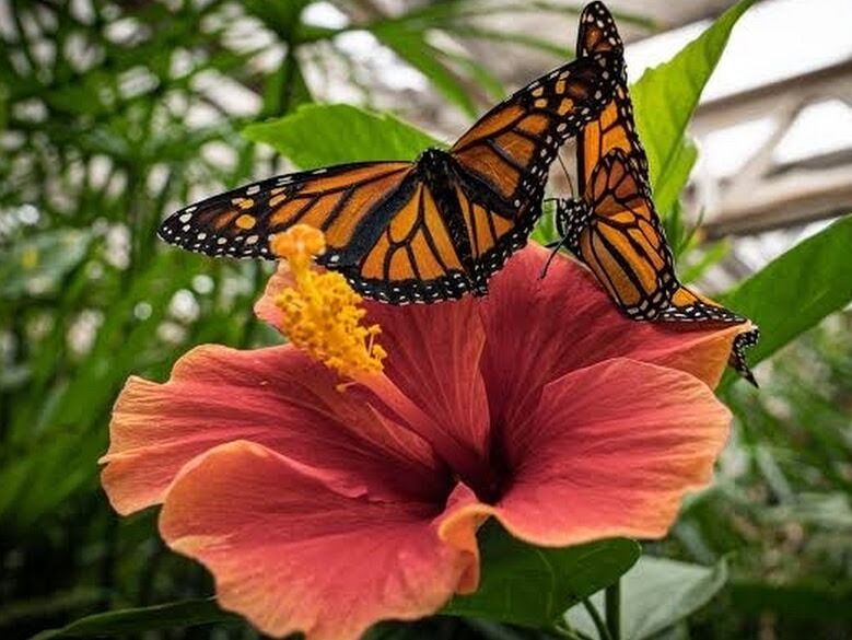 Picture of Butterfly Pavilion