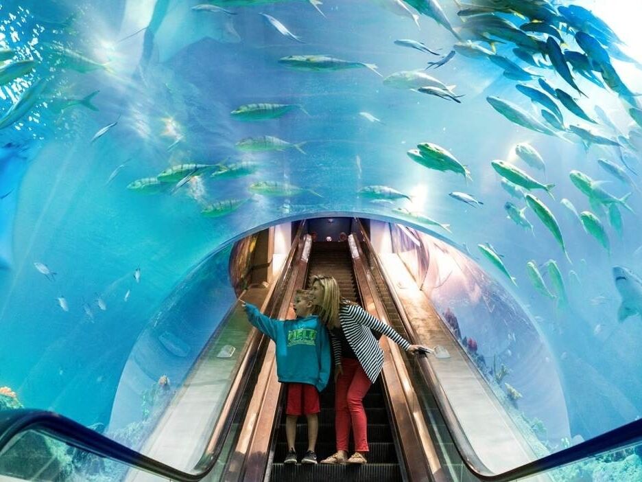 Picture of OdySea Aquarium