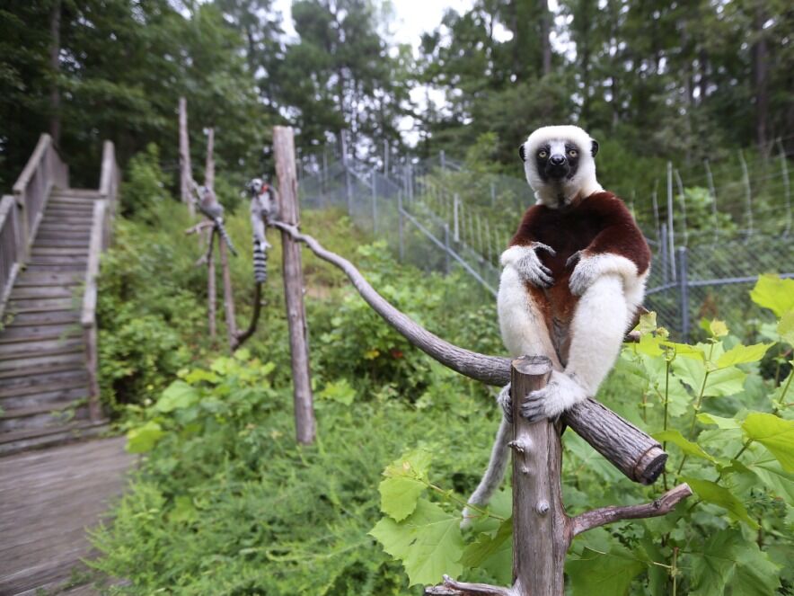Picture of Duke Lemur Center Tours