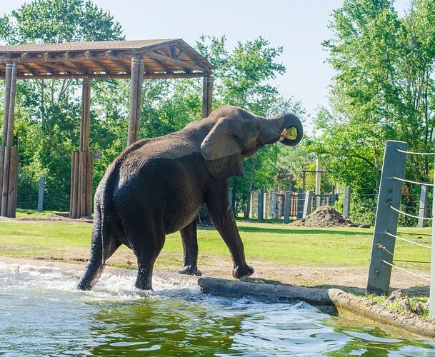 Picture of Jacksonville Zoo & Gardens