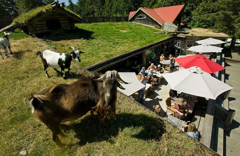 Picture of Old Country Market - Goats on Roof