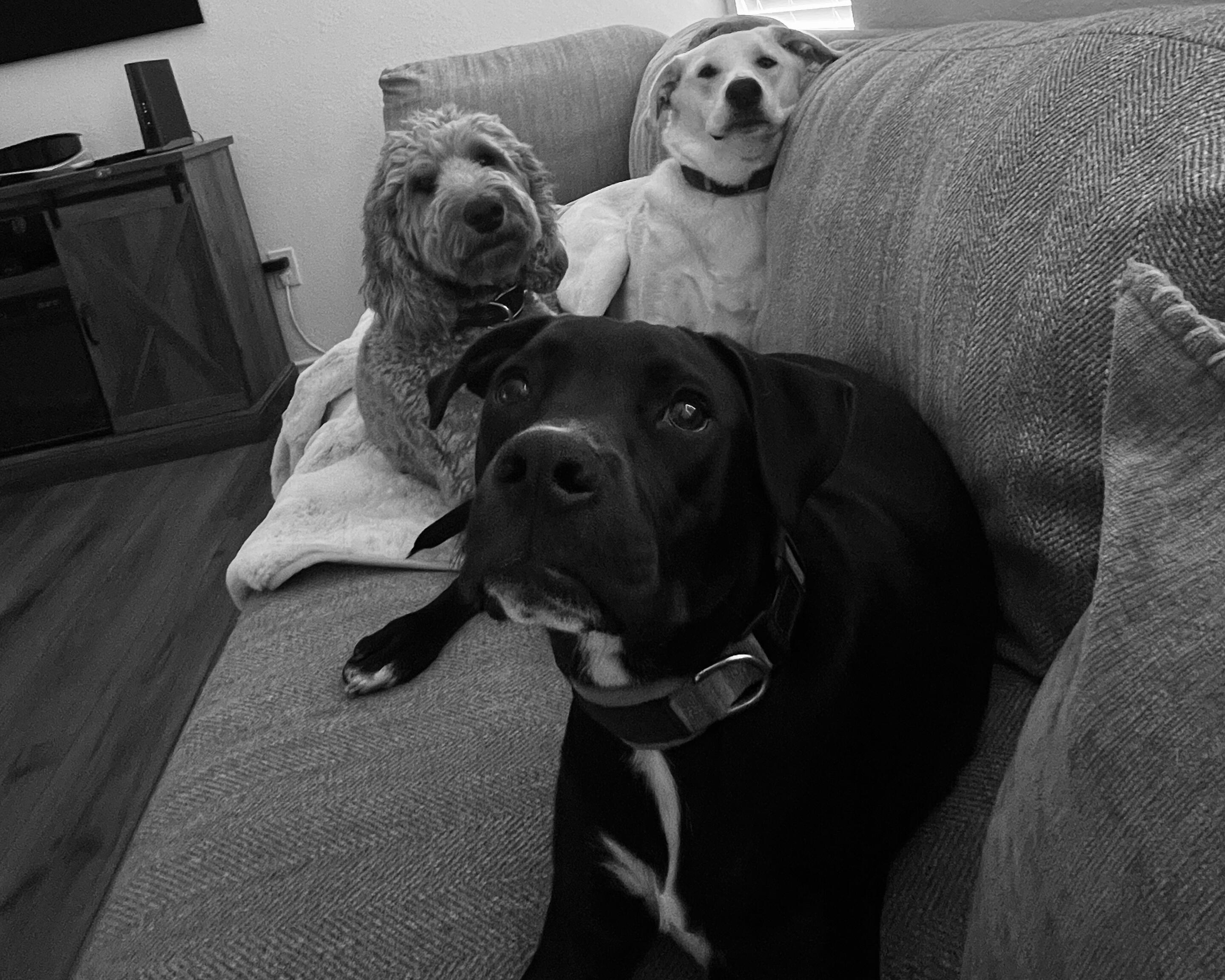 Picture of Pups
