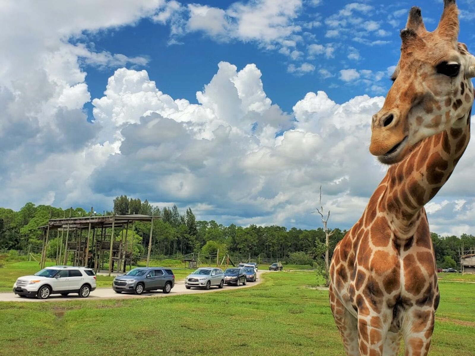 Picture of Lion Country Safari