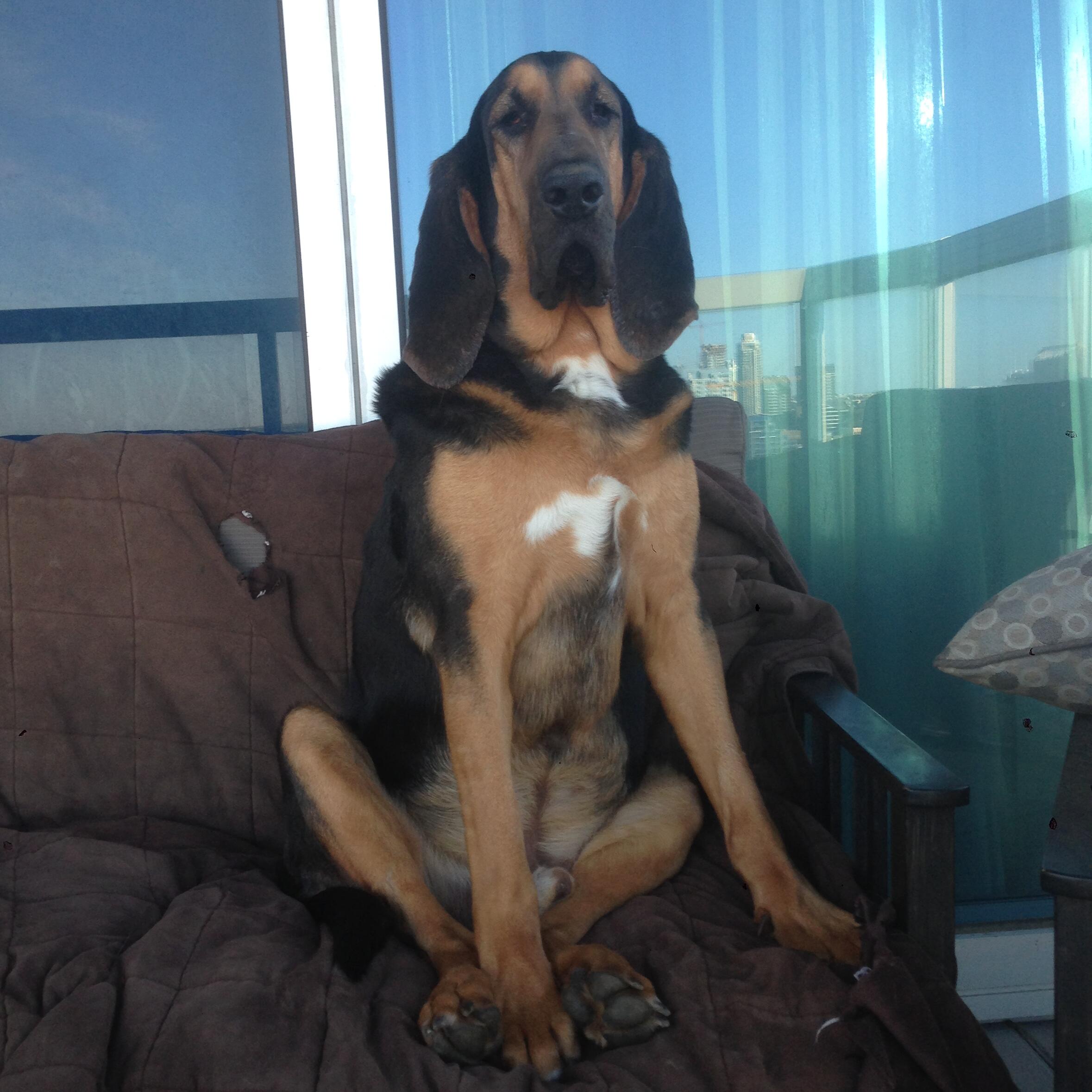 Arlo 