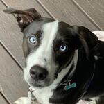 Milo