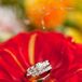 Engagement and Wedding Rings in Red Flower