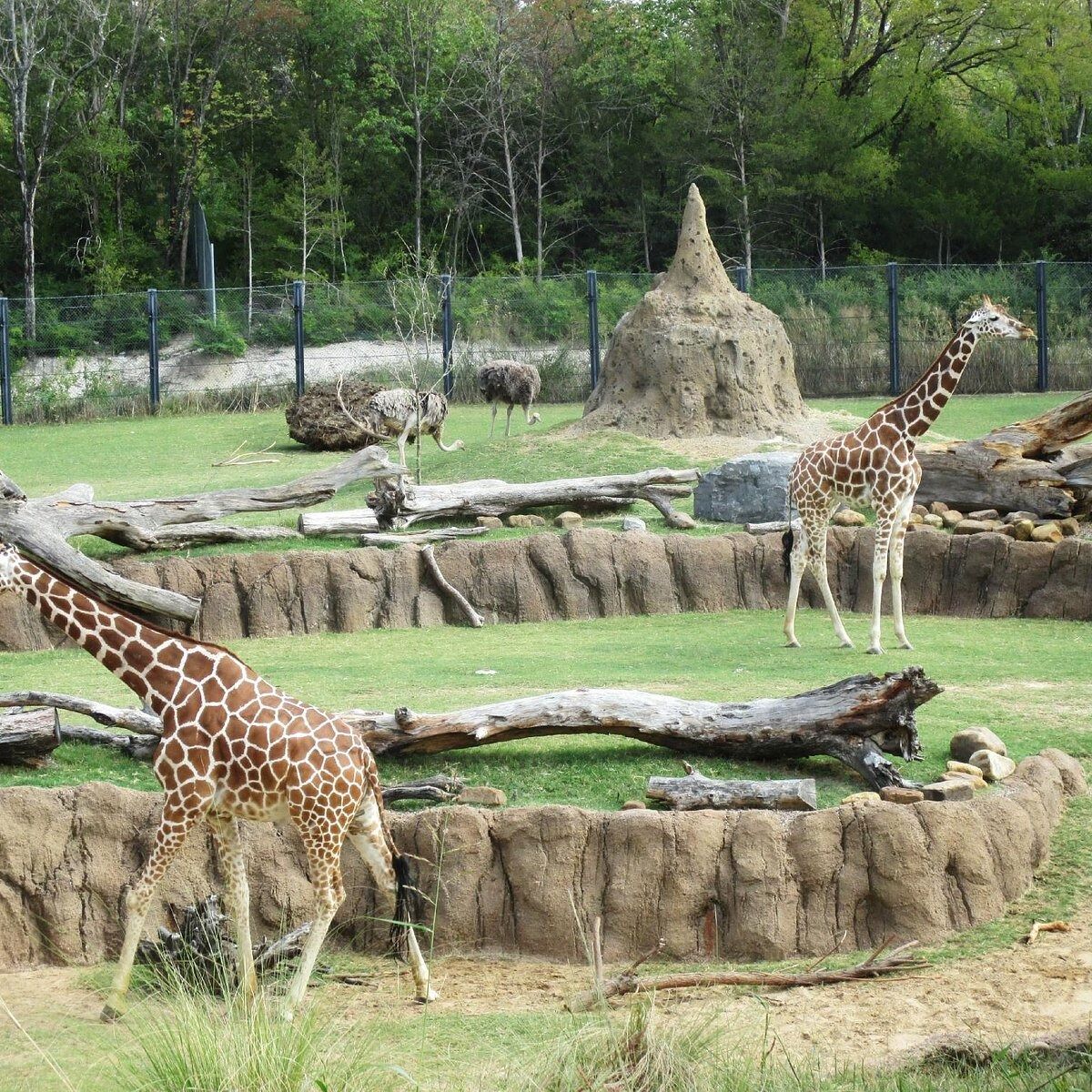 Picture of Dallas Zoo