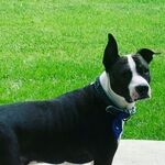Cooper Lafleur
