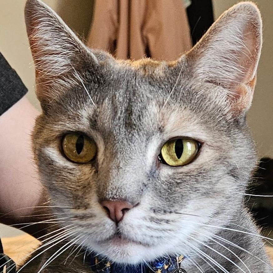 Minerva