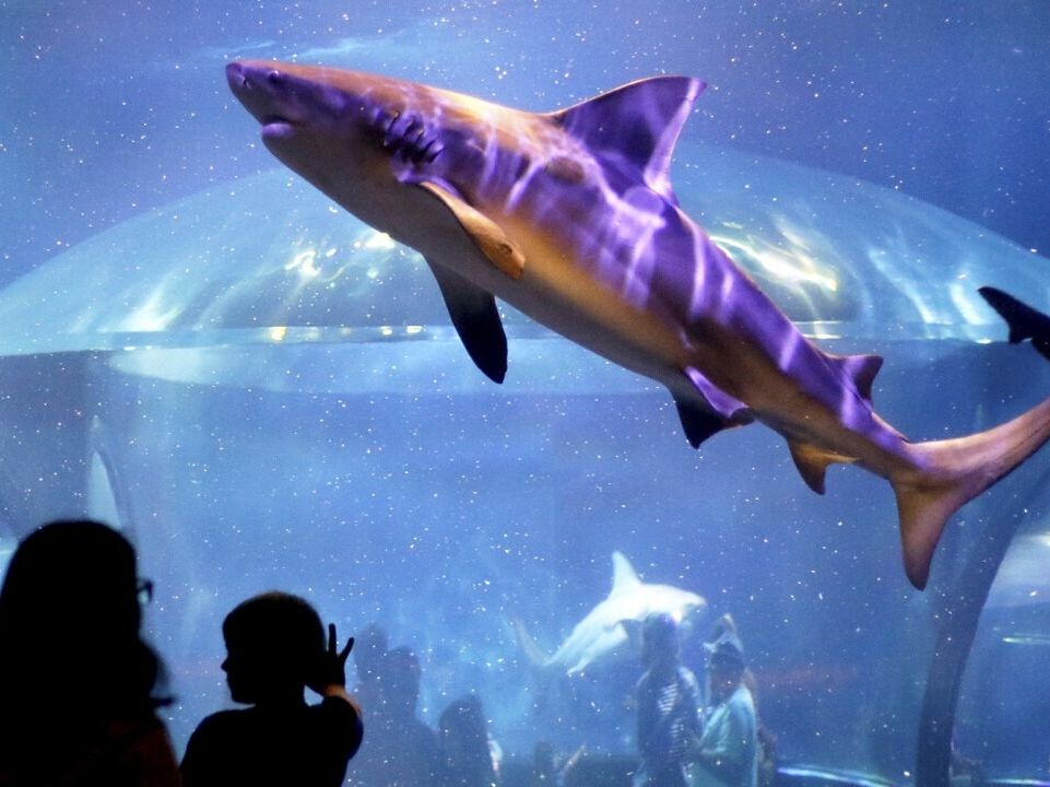 Picture of Oklahoma Aquarium
