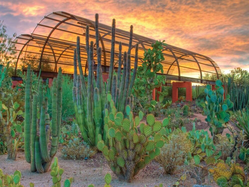 Picture of Desert Botanical Garden