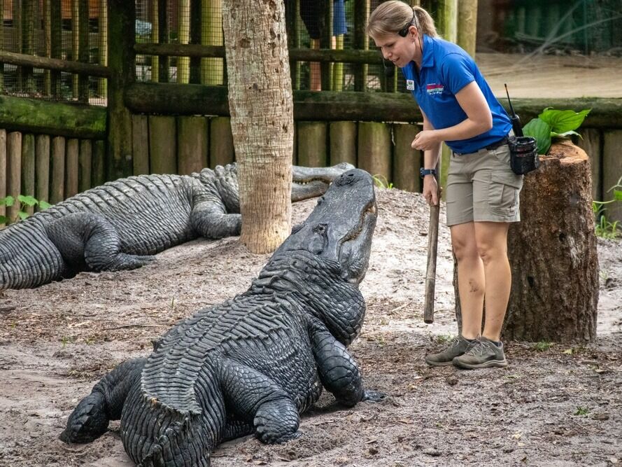 Picture of St. Augustine Alligator Farm Zoological Park