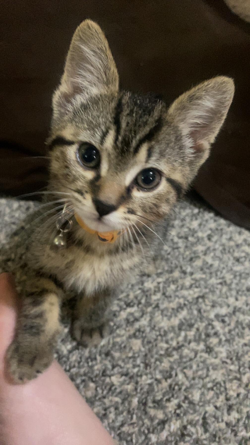Cam and Kayla adopt Toaster S Trudel, aka Toast. She is such a trouble maker but oh so cute! Leo is a great big brother to her! 