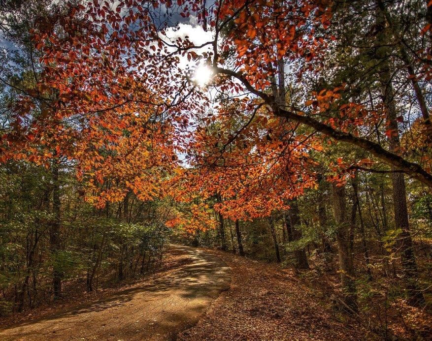 Picture of Davey Dogwood Park