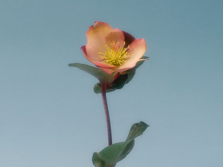 A romantic and dreamy hellebore flower