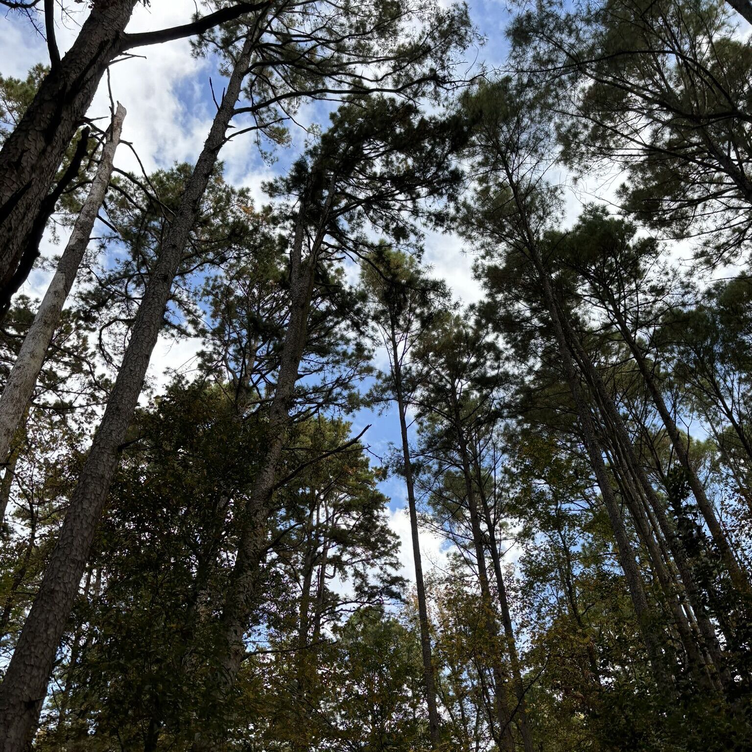 Picture of Beavers Bend Depot and Trail Rides