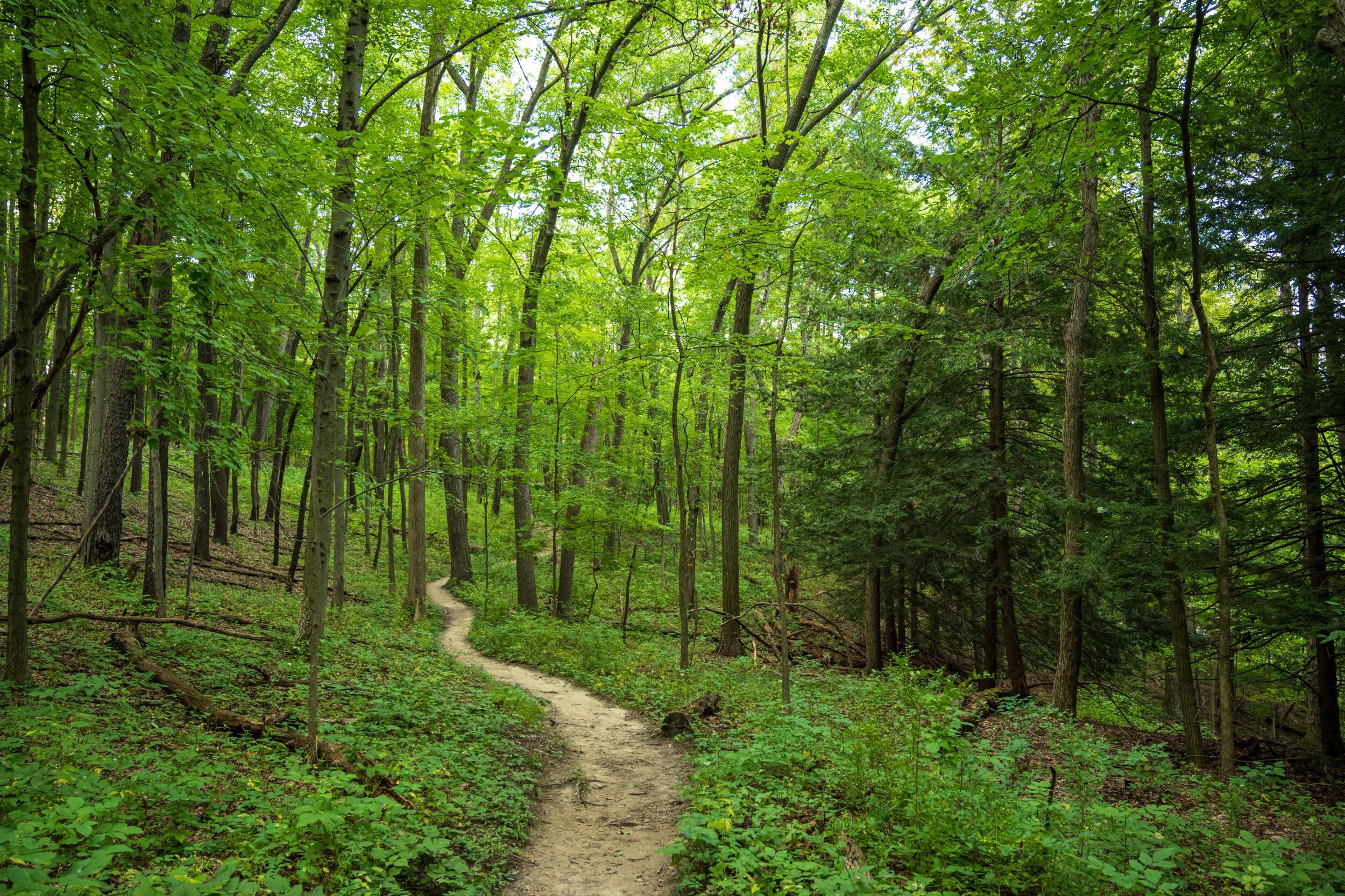 Picture of Hiking 
