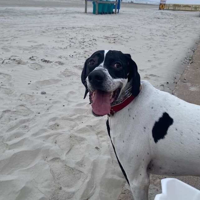 Picture of Coop's First Beach Trip