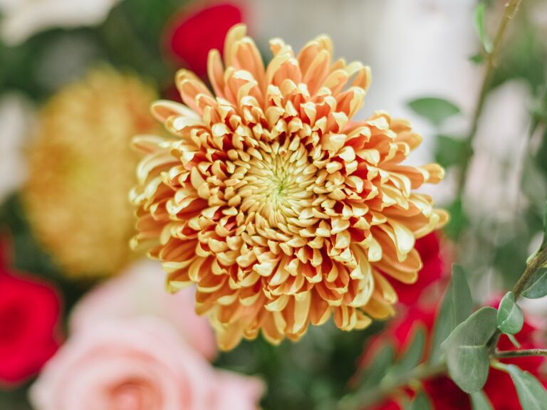 Gorgeous yellow summery chrysanthemum 