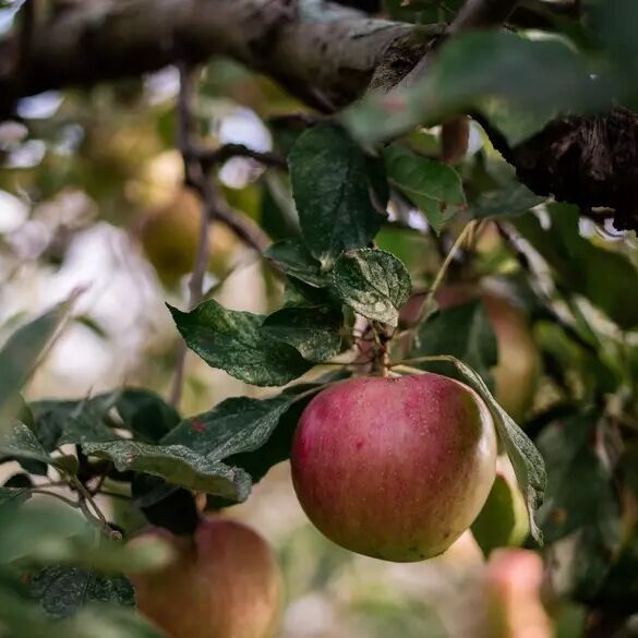 Picture of Wilson's Orchard & Farm (Des Moines)