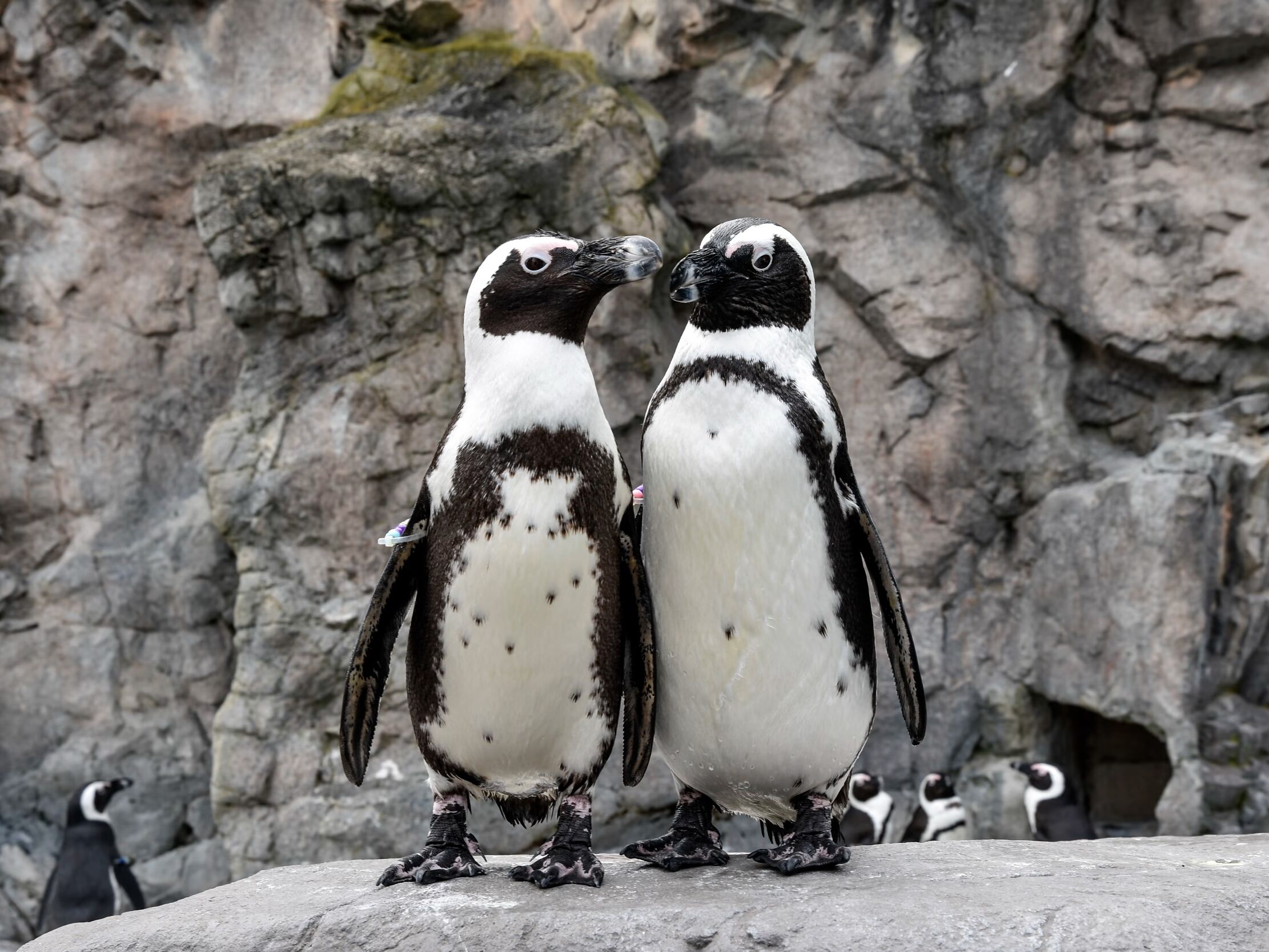 Picture of Mystic Aquarium