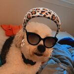 Elvis