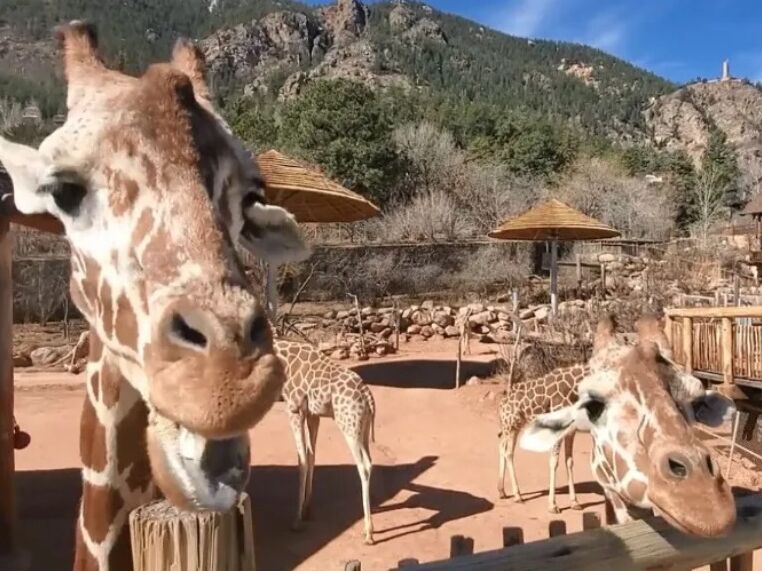 Picture of Cheyenne Mountain Zoo
