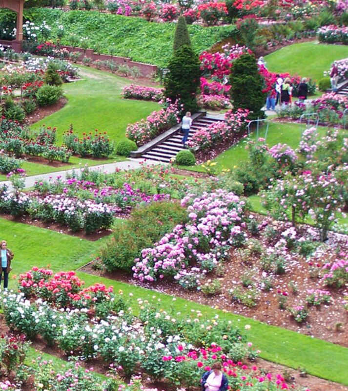 Picture of International Rose Test Garden