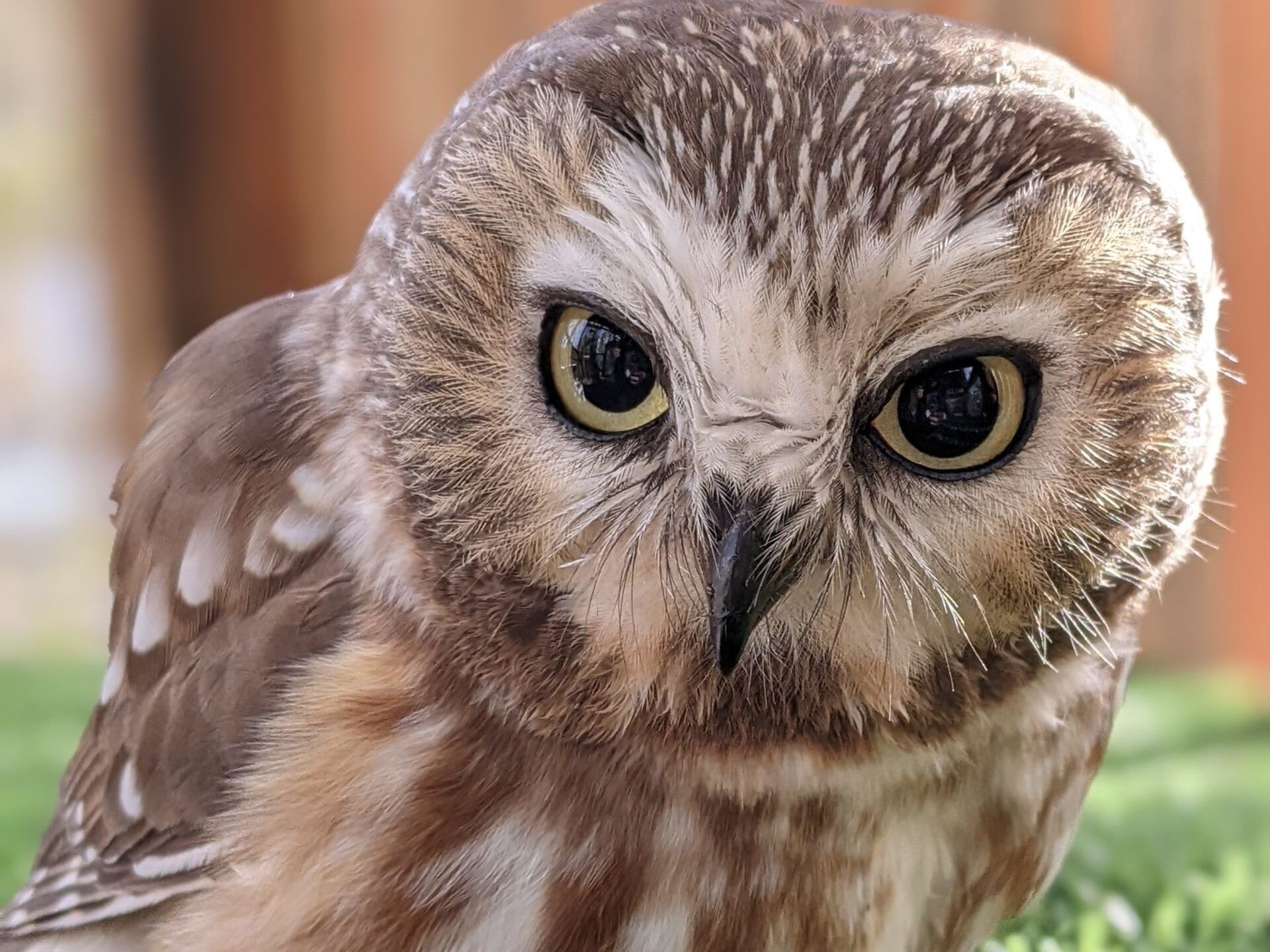 Picture of Cascades Raptor Center