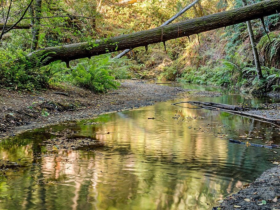 Picture of The Forest of Nisene Marks State Park