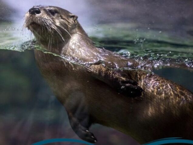 Picture of National Mississippi River Museum & Aquarium