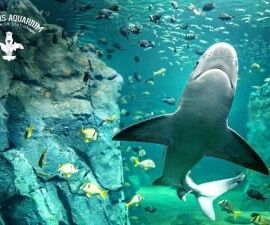 Picture of St. Louis Aquarium at Union Station