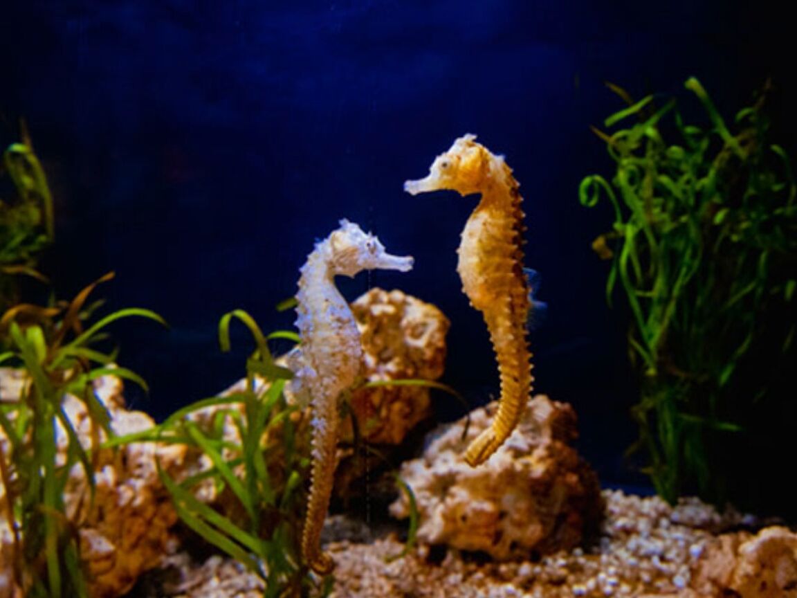 Picture of Birch Aquarium at Scripps Institution of Oceanography