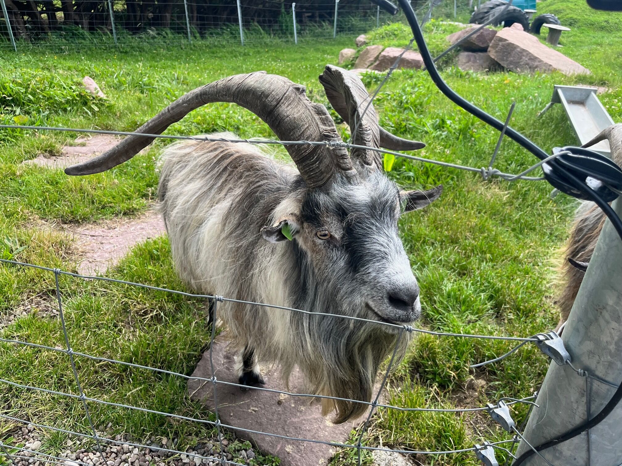 Picture of Old Irish Goat Centre