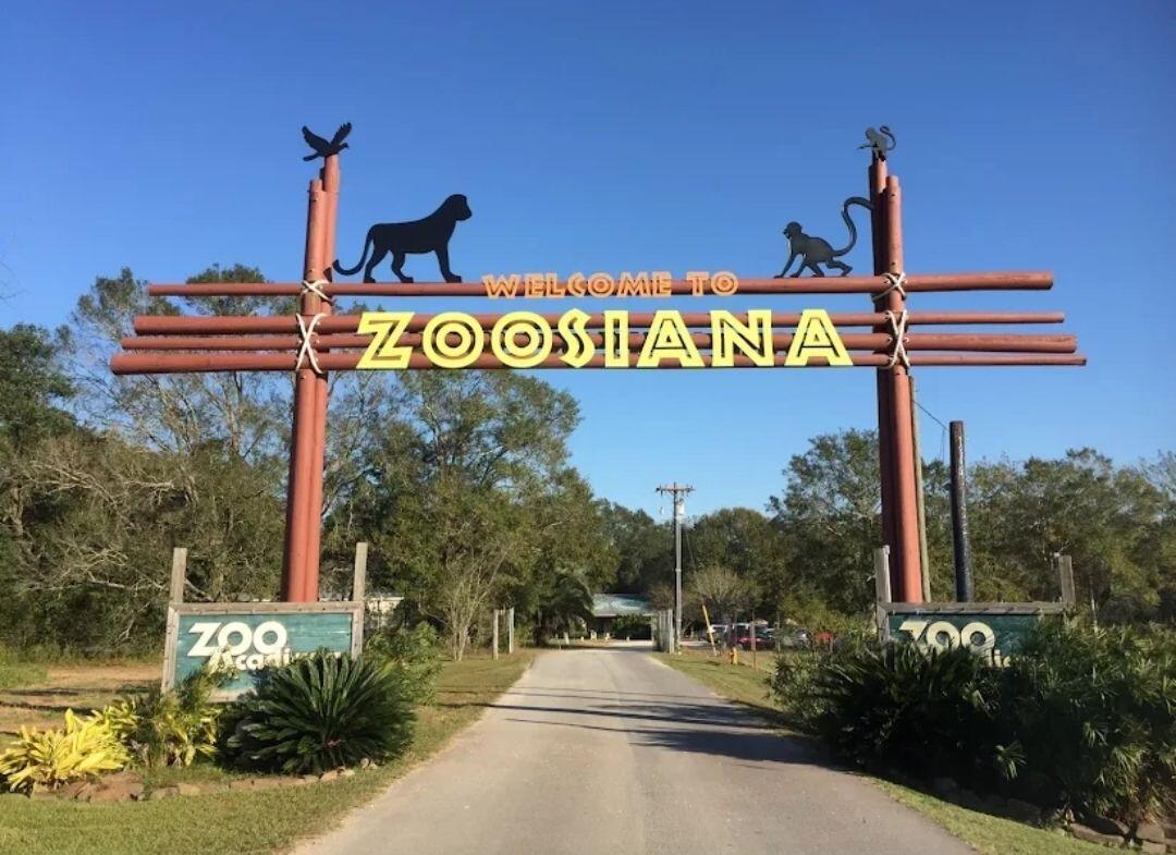 Picture of Zoosiana