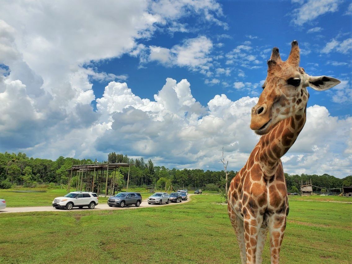 Picture of Lion Country Safari