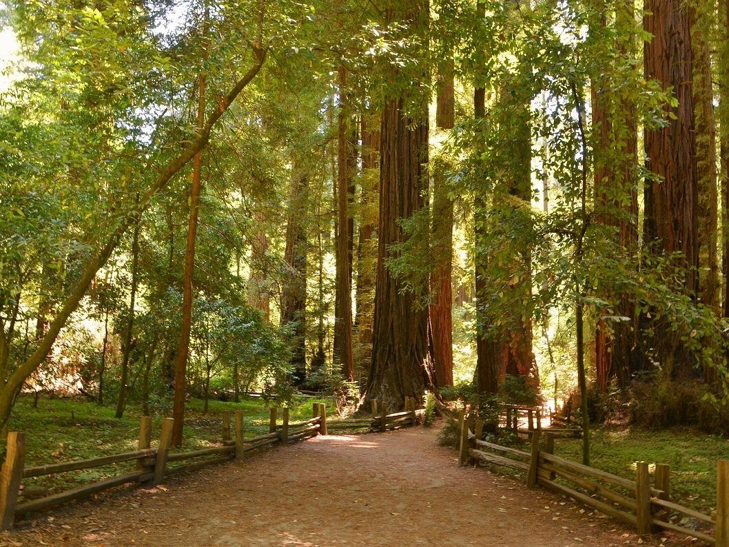 Picture of Henry Cowell Redwoods State Park