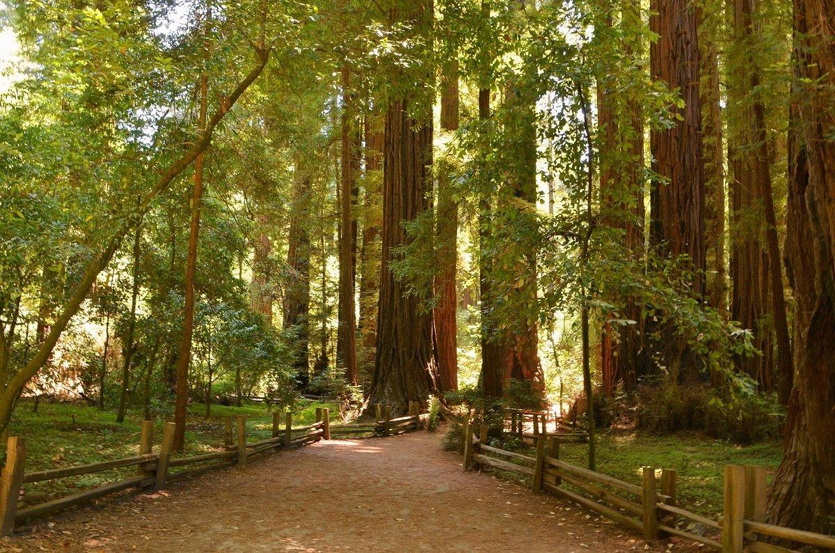 Picture of Henry Cowell Redwoods State Park