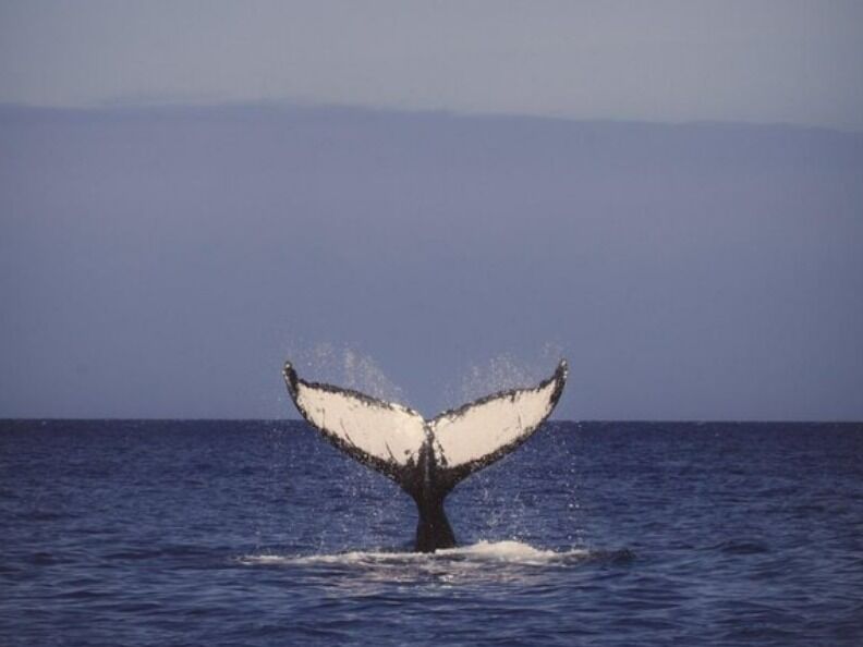 Picture of Oahu Whale-Watching Excursion