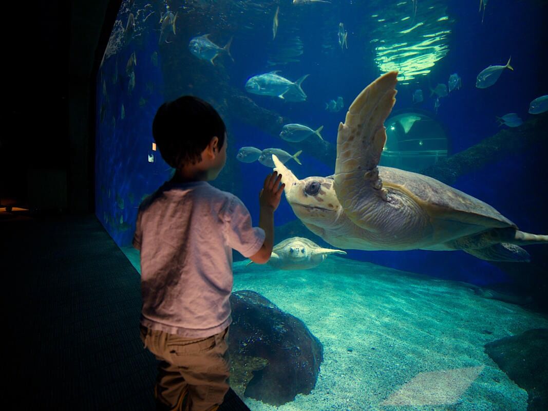 Picture of Virginia Aquarium & Marine Science Center