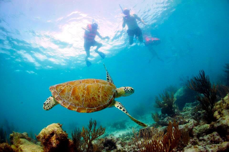 Picture of Snorkel Cancun