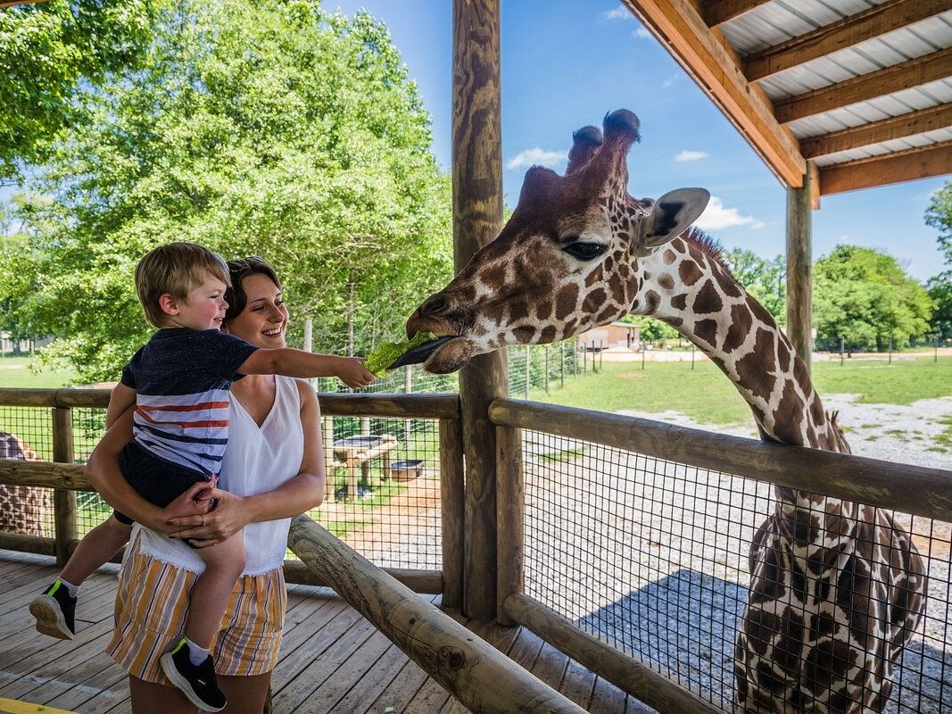 Picture of Alabama Safari Park