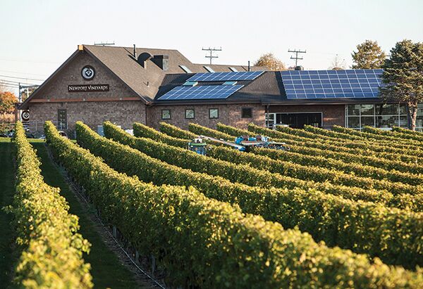 Picture of Wine Vineyards